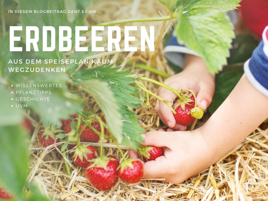 Erdbeeren Blog