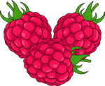 Illustration von frischen Himbeeren.