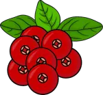 Illustration von roten Preiselbeeren.