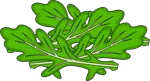 Illustration von Rucola-Salatblättern.