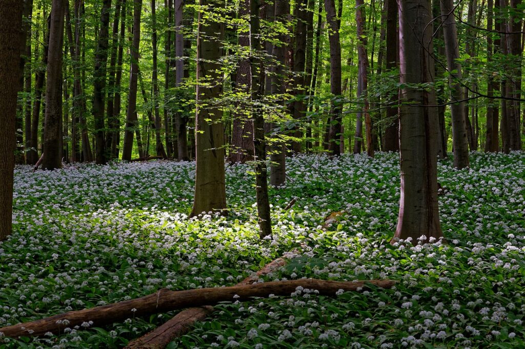 Ein Meer aus Bärlauch in einem Wald mit angenehmer Sonneneinstrahlung. Aus diesem wilden Knoblauch lässt sich ein wunderbares Bärlauchpesto zaubern.